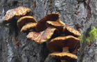 fungusoutgrowths1920-641585-640x360.jpg 