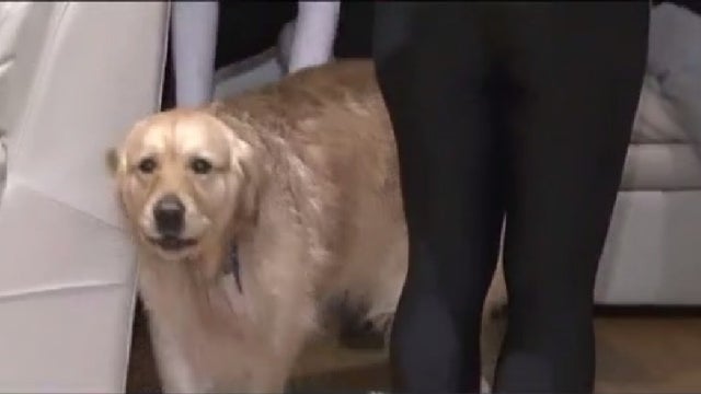 Lucky-the-golden-retriever-ice-rescue.jpg 