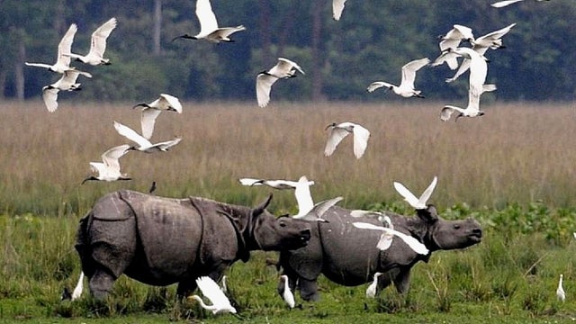 Kaziranga-National-Park-1.jpg 
