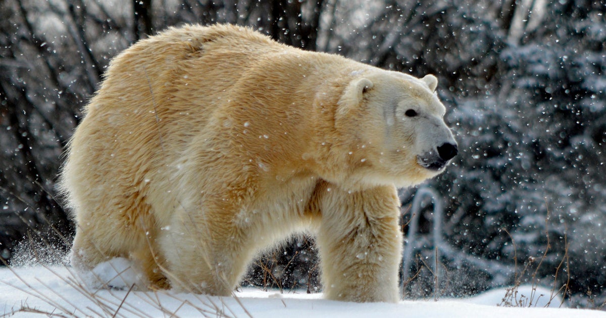 Male Polar Bear Kills Female Polar Bear At Detroit Zoo Cbs Detroit
