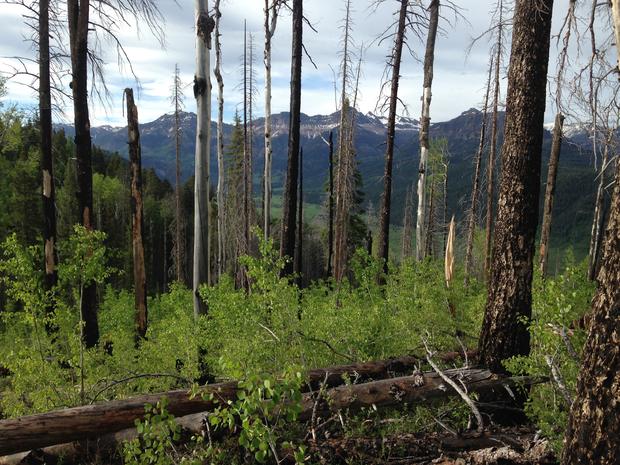 CU Wildfire Recovery 1 (recovering forest in San Juan range, credit Robert Andrus) 