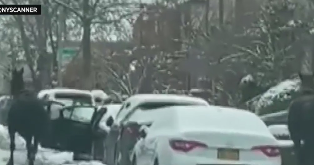 SEE IT: NYPD Officers Chase Police Horses That Got Loose In Brooklyn ...