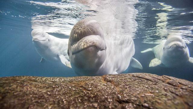 Beluga-Whales-at-Shedd.jpg 