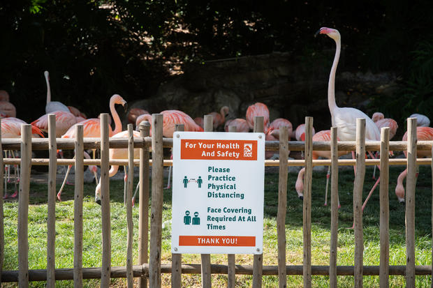 LA Zoo flamingos 