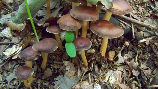 psilocybin mushrooms 