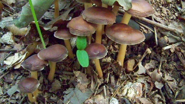 BCN-psychedelic-mushrooms.jpg 