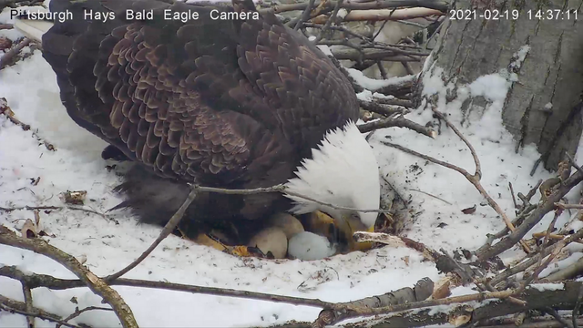 hays eagle third egg 2021 (1) 