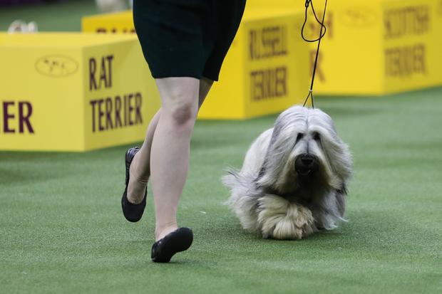 143rd Annual Westminster Kennel Club Dog Show 