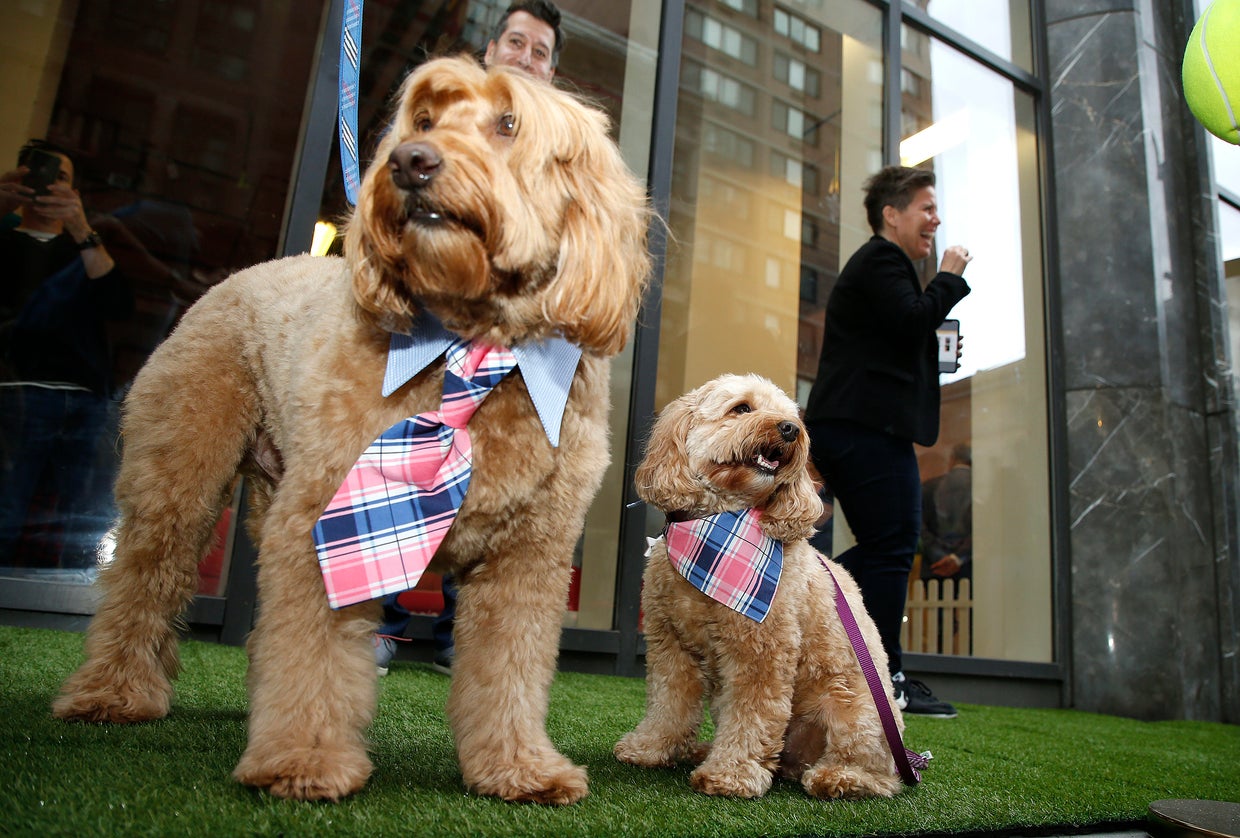 Dogville Launches Interactive Pop-Up For Pups In New York City 
