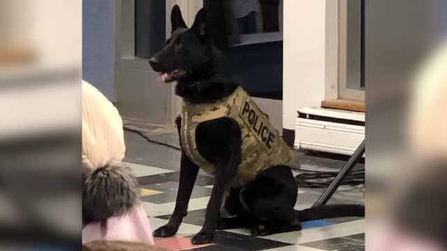 Anoka K9 Bravo 