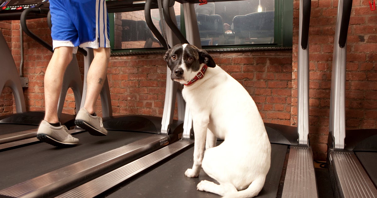 Dog Runs On Treadmill With Owner CW Tampa