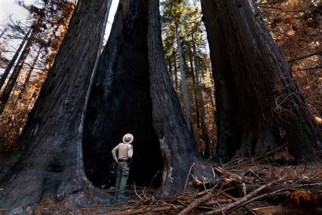 Big Basin Redwoods State Park, San Jose, California, wildfire.