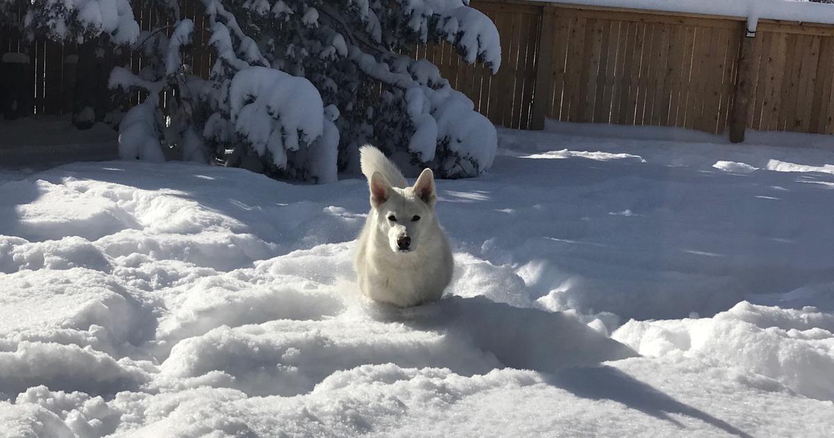 Englewood Now Big Winner On Latest Snow Total List From Metro Denver ...