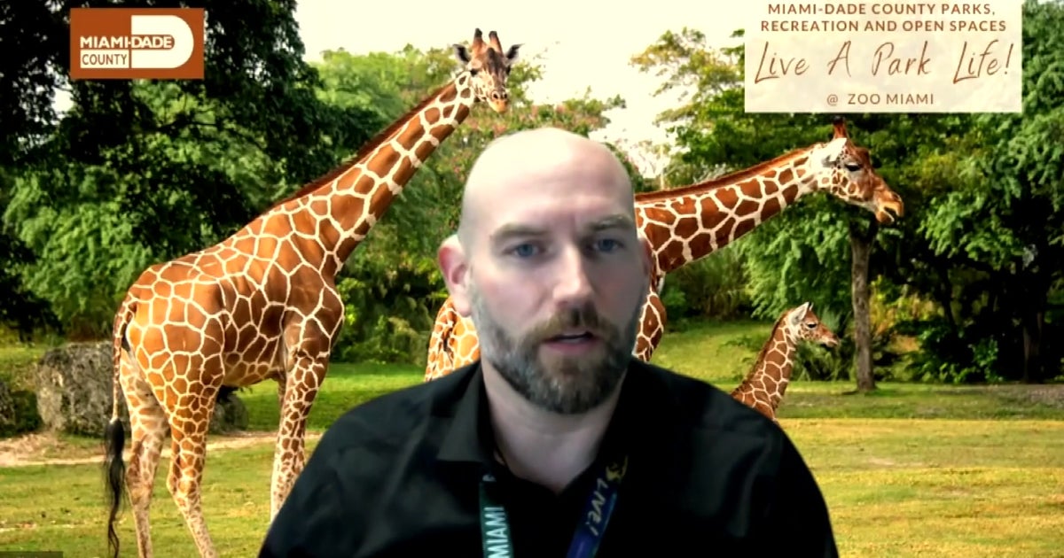 Zoo Miami's New Director Wants To Take It To The Next Level, Bring ...
