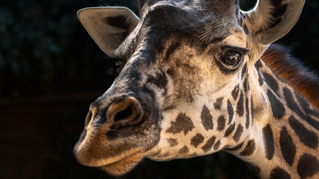 Giraffe-Female-Hasina-Close-Up-JEP_9896.jpg 