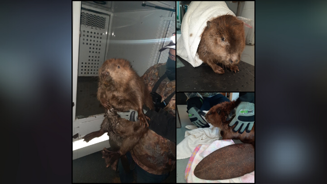 rescued-beaver.png 