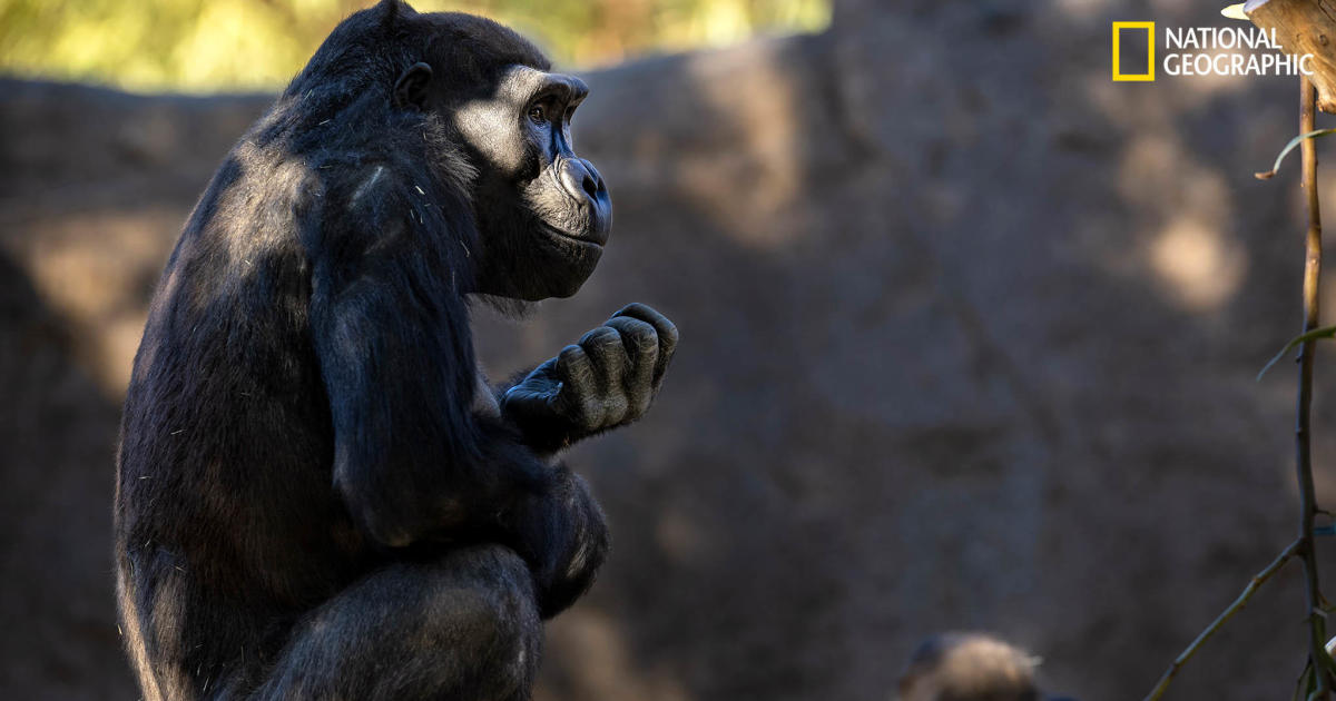 Great apes at San Diego Zoo become first non-humans to receive COVID-19 vaccine