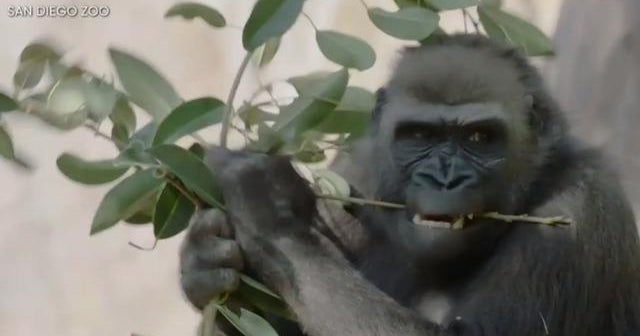 Great apes at San Diego Zoo get animal version of COVID19 vaccine