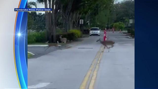 Deers-spotted-in-Pines.jpg 