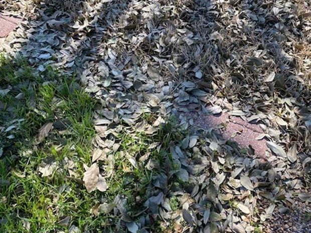 Jeff Ray Gardening 101 story 