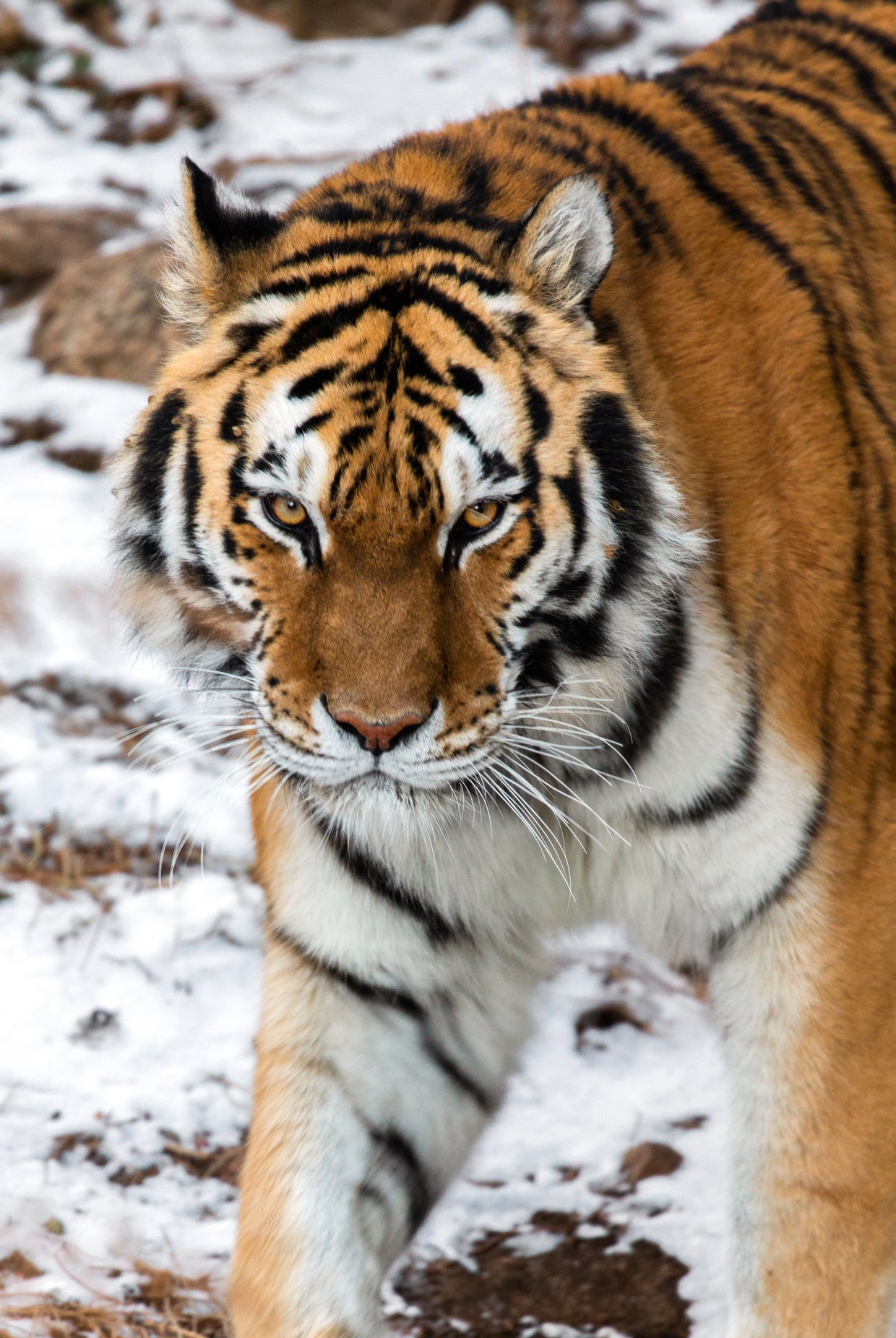 'Life Ended Too Soon': Endangered Amur Tiger Dies After Artificial