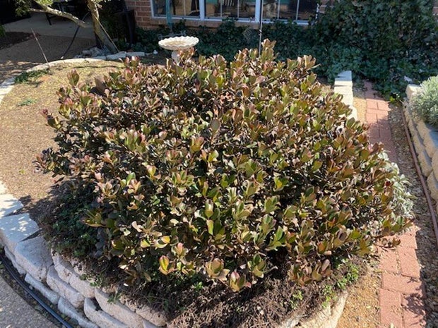 Jeff Ray Gardening 101 story 