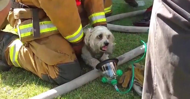 Firefighters bring dog back to life after rescue from house fire - CBS News