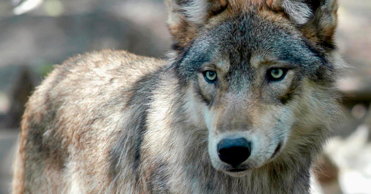 Montana considering series of new bills to expand trapping and killing of  wolves and bears — and activists say it's an outright war against  wildlife - CBS News