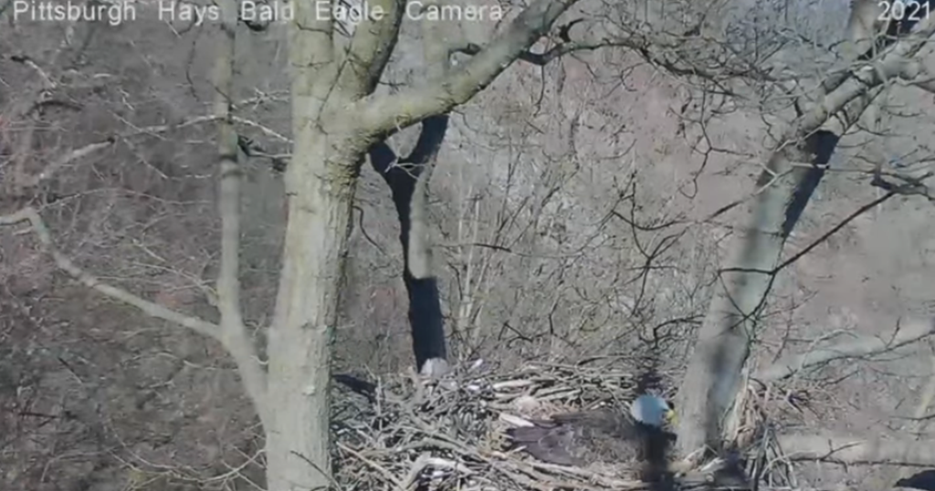 WATCH: Red-Tailed Hawk Makes Flyby Swipes At Hays Bald Eagle Incubating