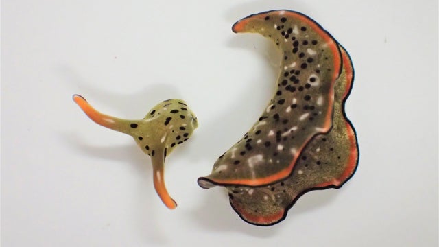 An Elysia marginata, a species of sea slug, after shedding its body and its self-decapitated head is seen in this handout photo 