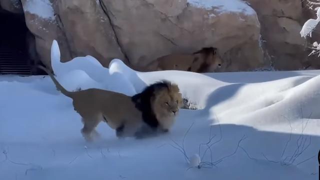 lions-in-snow.jpg 