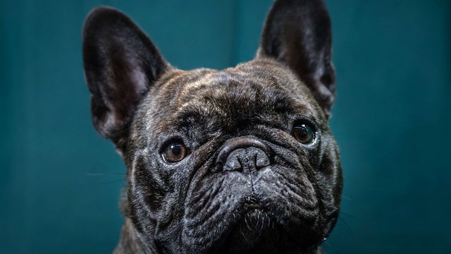 Frenchie-GettyImages-651963688.jpg 