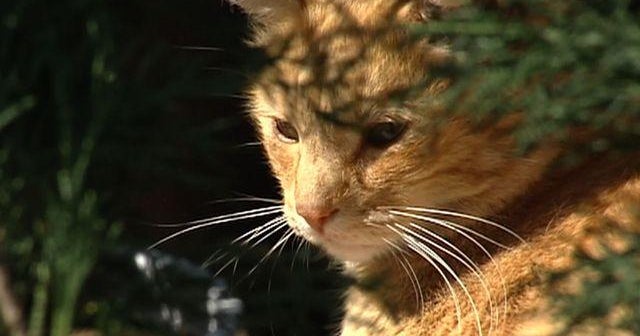 Cats take up residence at San Diego Home Depot CBS News