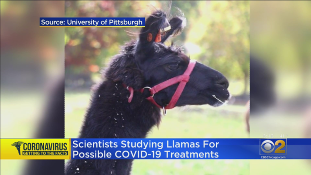 LlamasCOVIDTreatments.png 