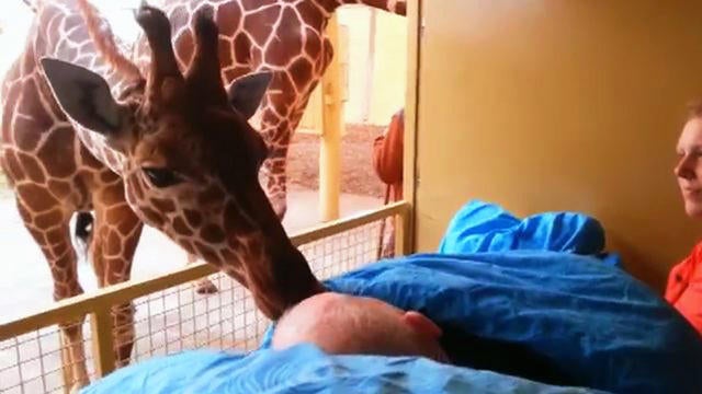 Giraffe nuzzles dying man in touching moment caught on camera - CBS News