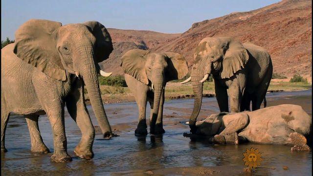 sunmo-0309-elephants-640x360.jpg 