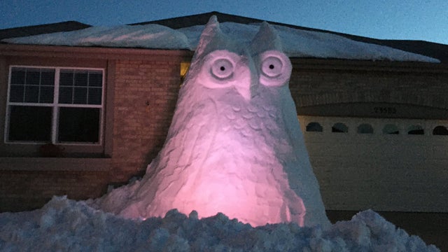 Snow-Owl-from-Kreg-Lyles-in-SE-Aurora-2.jpg 