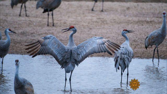 sunmo-0330-cranes-640x360.jpg 