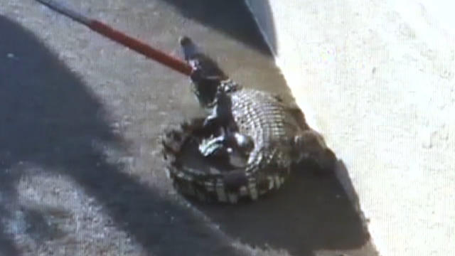 np-0410-crocodile-640x360.jpg 