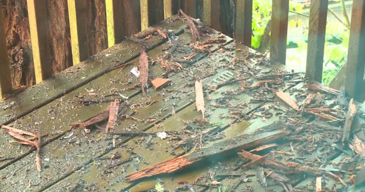 California Redwood Tree Lightning Strike Cbs News 