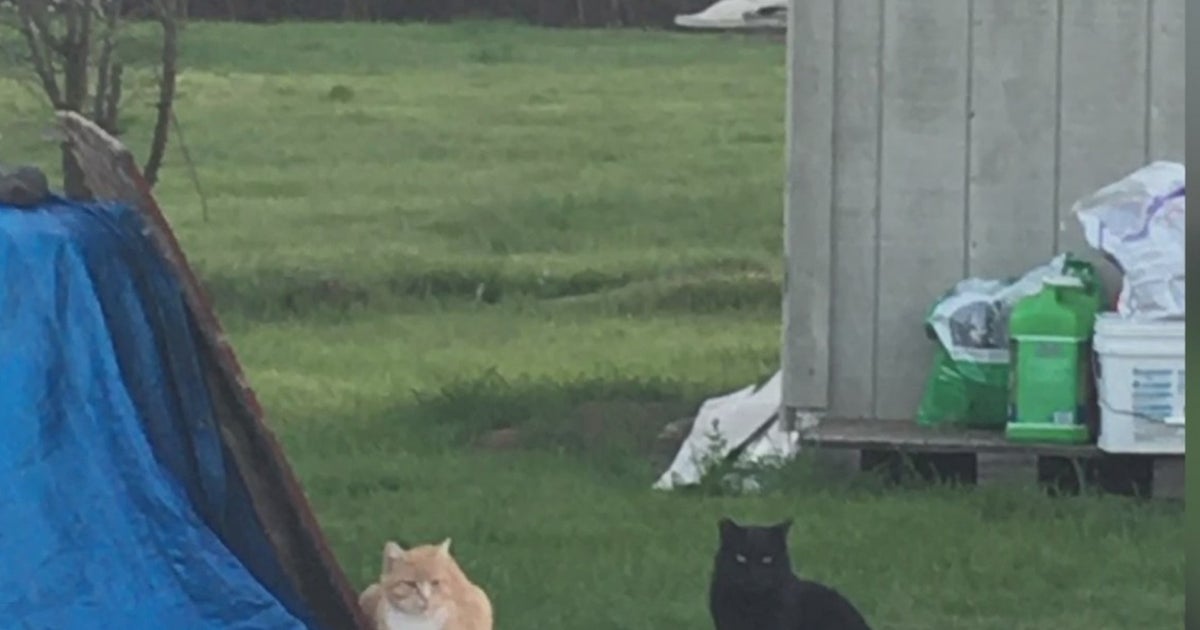 Bradshaw Animal Shelter Program Saves Feral Cats' Lives While Providing