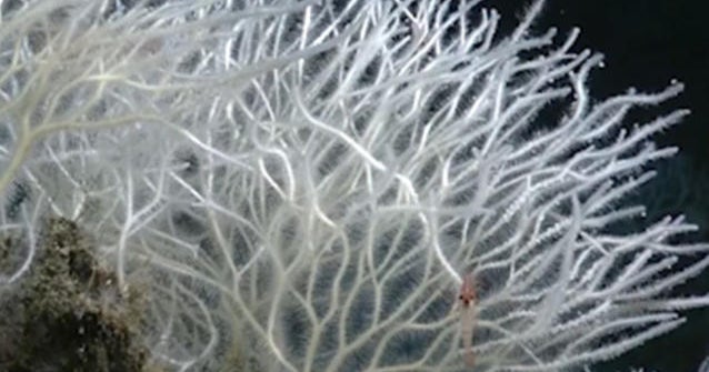 New species of killer sponges discovered off California coast CBS News