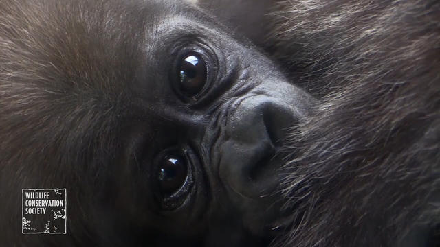 np-0425-baby-gorillas-640x360.jpg 