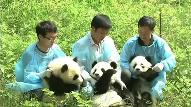 np-0501-panda-cubs-640x360.jpg 