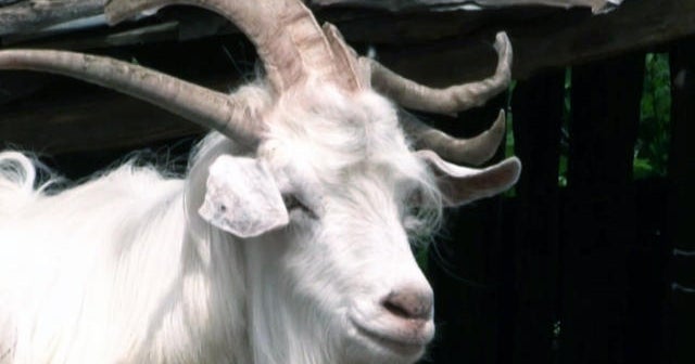 Goats With Multiple Horns Breeding In Romania CBS News free-images-countryside-wildlife-wild-horn-rural-herd-farming