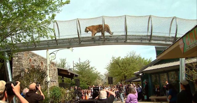 Philadelphia Zoo's "Big Cat Crossing" CBS News