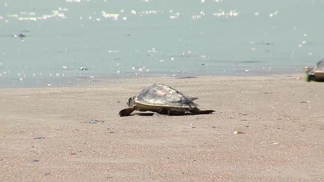 np-0423-sea-turtles-released-640x360.jpg 