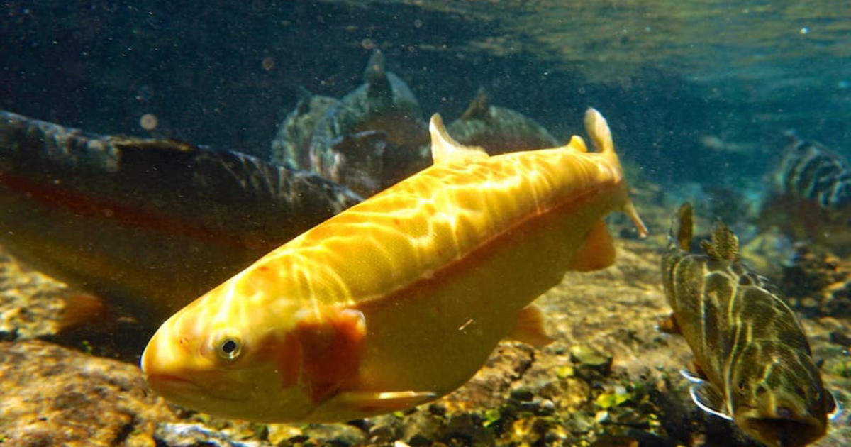 Golden Rainbow Trout Stocking Returns To West Virginia Lakes, Streams