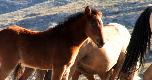 Nature: Wild Palomino horses - CBS News