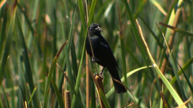 satmo-0705-blackbird-249685-640x360.jpg 